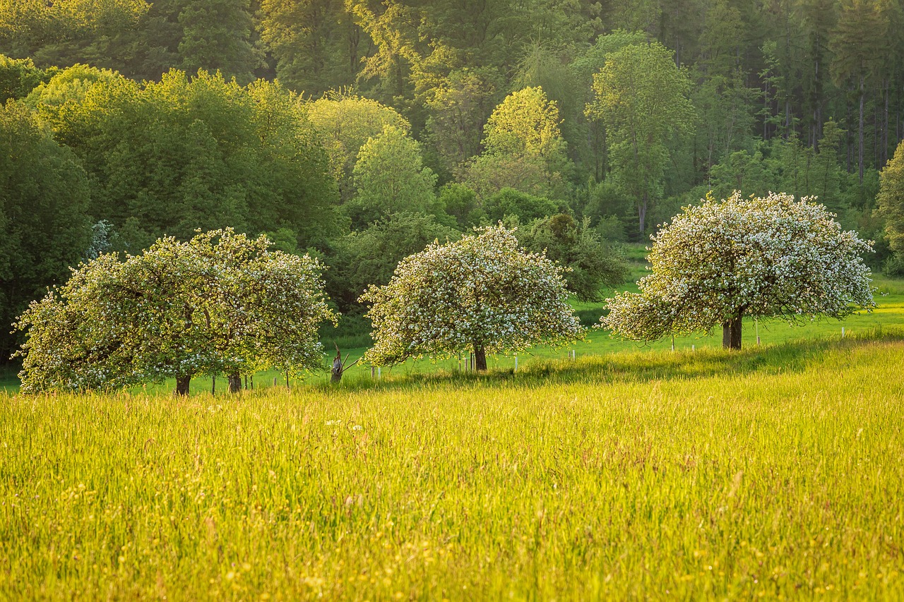 The Role of Urban Trees in Fighting Climate Change